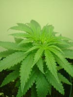 marijuana-pictures-2-small.jpg